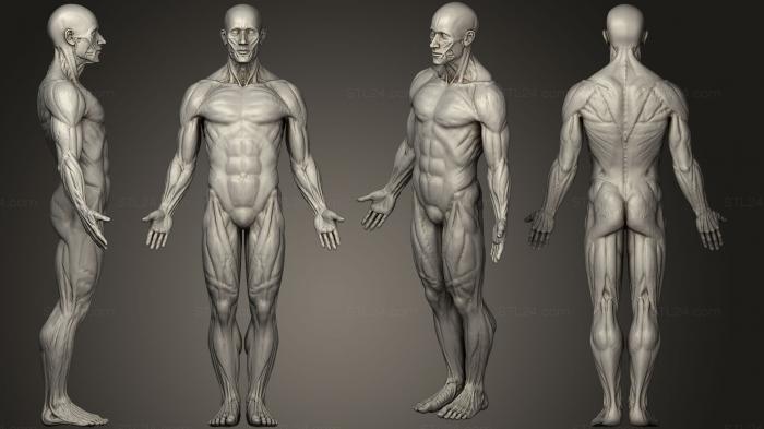 Anatomy of skeletons and skulls (Ecorche Male, ANTM_0406) 3D models for cnc